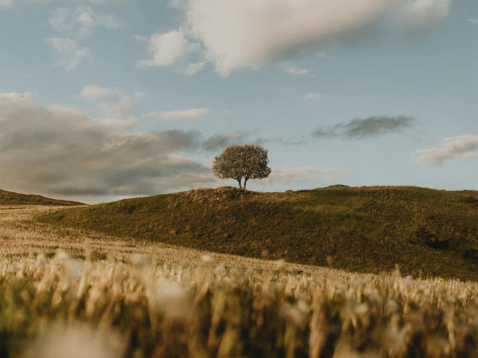 Sunlit landscape
